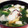 みひれママ's cooksnap of when they made 牡蠣とほうれん草の味噌汁.