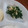 かおpon's cooksnap of when they made ほっぺがおちる！！春菊と豆腐の炒めもの♪.