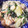 ミラクルおやじ's cooksnap of when they made 海老とほうれん草のクリーム煮.