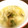 サトモユリア's cooksnap of when they made 鶏肉とエリンギのみぞれ煮.