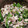 kaiyui's cooksnap of when they made 菜の花の白和え.