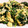 msy0730's cooksnap of when they made ほうれん草とたまごの彩り炒め.