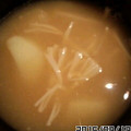 クックZ69KDS☆'s cooksnap of when they made じゃがいもとえのき茸のみそ汁.