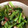 クック8HC8EM☆'s cooksnap of when they made 椎茸で旨味アップの小松菜の煮浸し♪.