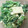 kisanta's cooksnap of when they made 簡単菜の花とはんぺんのからしマヨ和え.