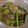 くっくのん's cooksnap of when they made 簡単！もやしと胡瓜のさっぱり胡麻和え.
