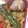 nao_yo's cooksnap of when they made れんこんと鶏肉の炒り煮.