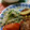 3mamakuma's cooksnap of when they made もやしと豆苗の炒めナムル.