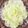 5140's cooksnap of when they made おもてなしに♡大根の花びらサラダ.