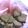 オレンジハート's cooksnap of when they made おから＆とうふの、ココアクッキー。.