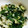 あゆむん♪'s cooksnap of when they made 白菜！白菜とほうれん草のごま和え.