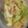 みみー！'s cooksnap of when they made レタスとツナのペペロンチーノ.