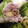 ☆未鏡☆'s cooksnap of when they made 白菜とあさりのバター蒸し.