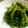 ８８はるか８８'s cooksnap of when they made ブロッコリーの酒粕胡麻和え.