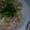 翼っち's cooksnap of when they made かいわれ大根と鶏ささみのポン酢和え.