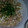 翼っち's cooksnap of when they made かいわれ大根と鶏ささみのポン酢和え.
