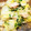 ねじまきどり０１０３'s cooksnap of when they made 簡単♪白菜と豆苗のツナ煮☆.
