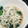 ちゃっきー0423's cooksnap of when they made 春のおひたし***釜揚げ新子.