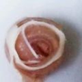 ma___111's cooksnap of when they made サラダの彩りバラの生ハム.