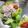 陳・亮's cooksnap of when they made 豚肉冷しゃぶ　柑橘風味　花がつおかけ.