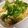 Riochin's cooksnap of when they made ☆ささみと大葉としめじの和風パスタ☆.