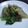 リホコ's cooksnap of when they made サニーレタスのゴマ和え.