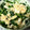 Cyan★'s cooksnap of when they made 【簡単】にらと油揚げのおひたし.