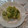 ゆまる★'s cooksnap of when they made ふきのとうの天ぷら 炭酸水で失敗ナシ.