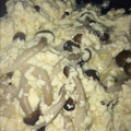 やーしー's cooksnap of when they made 豆腐としめじの和え物.