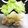 コビー♪'s cooksnap of when they made ヘルシー★鶏むね肉のネギ塩ソテー.