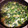 ガッちやん's cooksnap of when they made 小松菜の卵とじ.