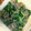 ミアーニ's cooksnap of when they made セロリの葉とこんにゃくのゴマ炒め♪.