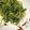 のもす＊'s cooksnap of when they made 豆苗の青菜炒め.
