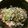 まぁーにゃ's cooksnap of when they made ☆ごまつな(小松菜).