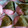 torotorotoro55's cooksnap of when they made 炊飯器ともち米で桜もち☆.