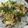 さおはるくん's cooksnap of when they made 鰹のたたき 好きな食べ方.