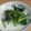 きらり流れ星's cooksnap of when they made 捨てるのもったいない！かぶ菜の胡麻煮.