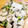 chirochan☆'s cooksnap of when they made 簡単きゅうりと大根のシソ風味漬物.