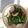 ラブにゃんこ's cooksnap of when they made 春♪菜の花と焼き椎茸のからしあえ.