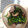 ラブにゃんこ's cooksnap of when they made 春♪菜の花と焼き椎茸のからしあえ.