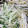 agak's cooksnap of when they made モヤシと水菜の中華いため.