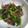 だれんしゃん's cooksnap of when they made ほうれん草と海苔の和え物.