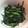 たにたーに's cooksnap of when they made ニラの中華風ごま和え.