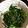 クックEAD70E☆'s cooksnap of when they made ＊ヘルシー＊ニラのナムル＊.
