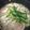 Beauvior's cooksnap of when they made 餃子入り・中華風にゅーめん.
