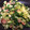 seacomet's cooksnap of when they made キャベツとウィンナーの和風炒め.