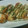 クックB8KRFC☆'s cooksnap of when they made とろけるたこ焼き♪コツはマヨネーズ!!.