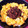 みなぶる's cooksnap of when they made ひまわり丼＊挽き肉たまご.