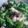 でできち's cooksnap of when they made 10分おかず♪ひき肉と菜の花の炒めもの.