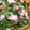 Nao84's cooksnap of when they made タコと菜の花の粒マスタード和え.